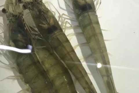 曝气生物滤池风机压力怎么选