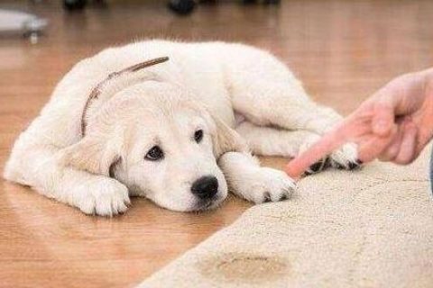 生物除臭剂的缺点有哪些