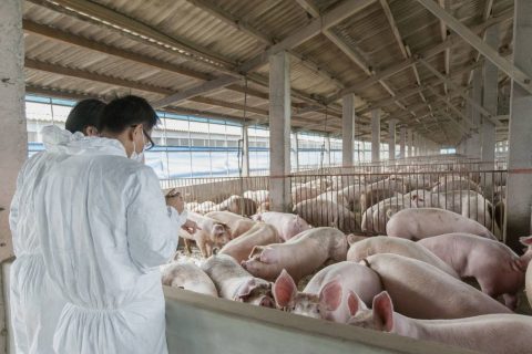 养殖场生物除臭剂大概多少钱