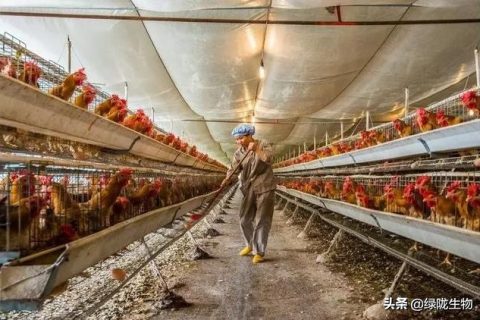 养鸡场可以利用什么微生物来除臭