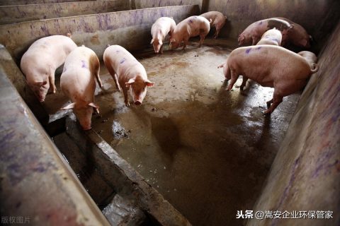 微生物除臭液有哪些(微生物除臭的主要菌种)