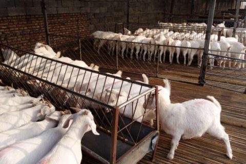 生物厂用什么除臭剂好