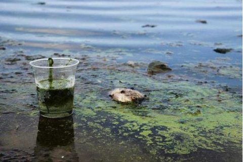 生物法除臭用的是什么菌种(生物除臭是什么原理)