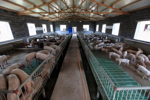福建生物除臭设备品牌有哪些(福建一体化生物除臭设备图片)