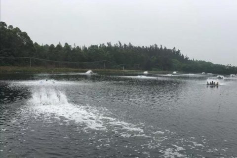 曝气生物滤池溶氧多少合适