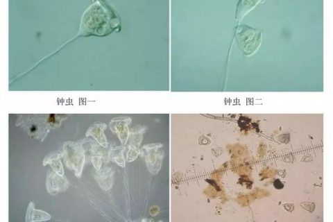 生物滤池中的细菌有哪些
