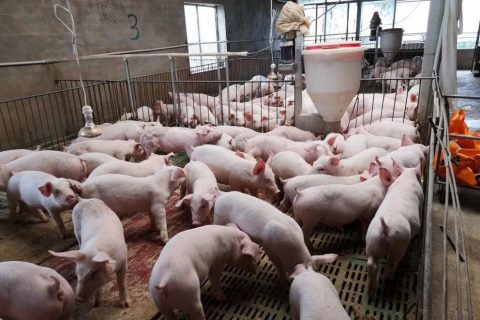 生物除臭是什么物质(生物除臭是什么原理)