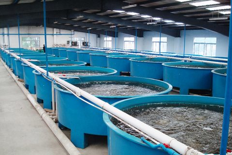 循环水养殖生物过滤池怎么建(循环水养殖如何过滤水)