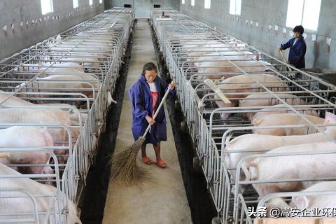 圈舍生物除臭剂多少钱一瓶