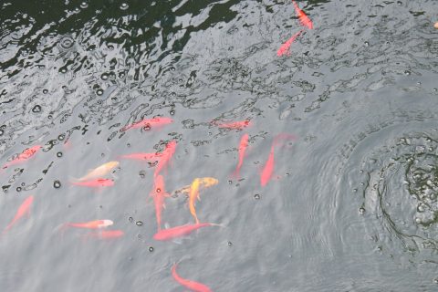 东营导流曝气生物滤池多少钱(导流曝气生物滤池技术)