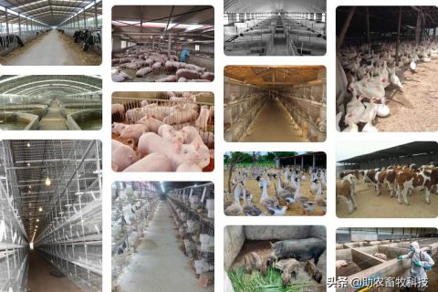 生物除臭怎么做的(除臭粉怎么做)