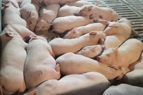 生物除臭哪些(生物除臭设备结构图)