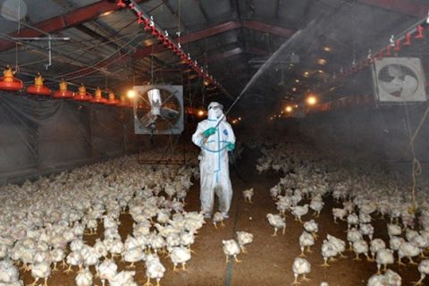 养鸡场鸡粪除臭喂什么生物菌