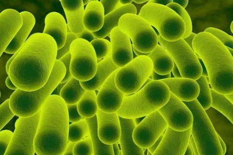微生物法除臭什么时候加药