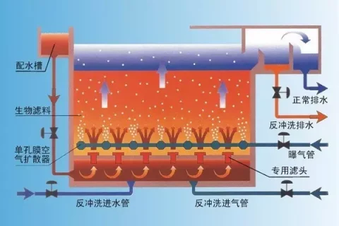 生物滤池的硝化作用是什么(硝化细菌的硝化作用是什么)