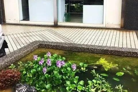 如何设计生物过滤池(锦鲤池生物过滤)