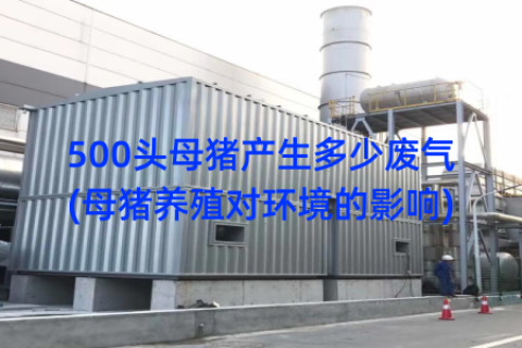 500头母猪产生多少废气(母猪养殖对环境的影响)