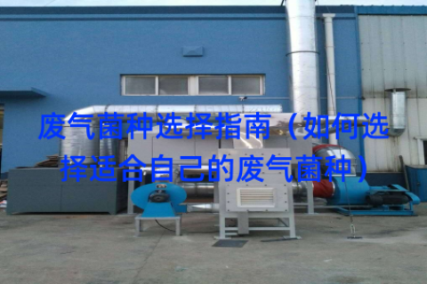废气菌种选择指南（如何选择适合自己的废气菌种）